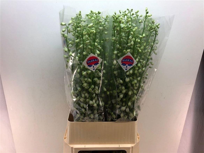 <h4>DELPH DU GUARD LAVEN</h4>