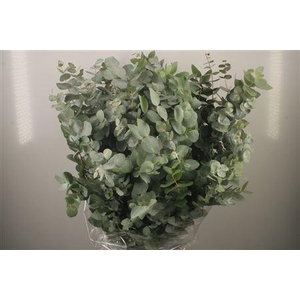Euc Cinerea Per Bunch 400 Gram S U P E R