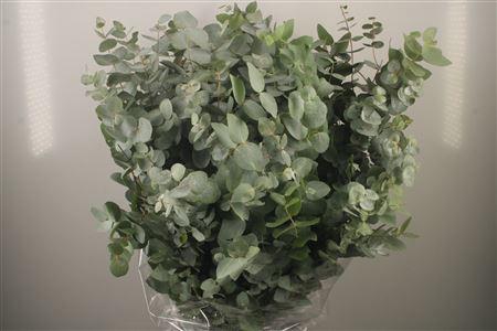 <h4>Euc Cinerea Per Bunch 400 Gram S U P E R</h4>