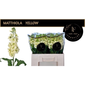 MATTH MATHILD YELLOW