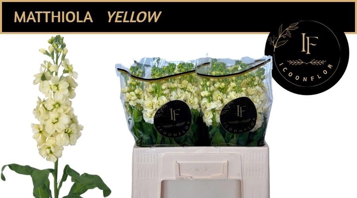 <h4>MATTH MATHILD YELLOW</h4>