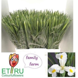 Iris White Magic