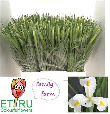 <h4>Iris White Magic</h4>