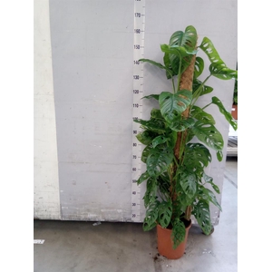 Monstera obliqua 'Monkey Mask'
