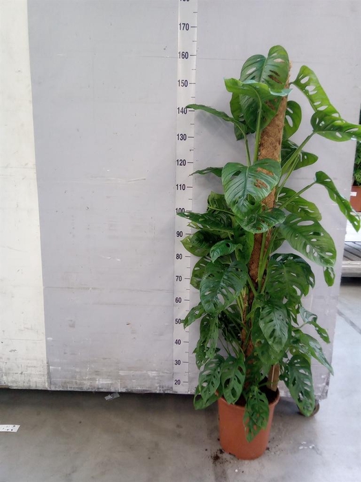 <h4>Monstera obliqua 'Monkey Mask'</h4>