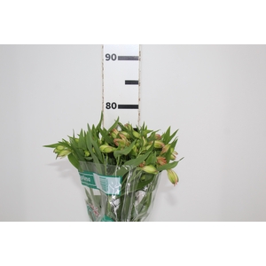 ALSTROEMERIA OPTIMA 080 CM
