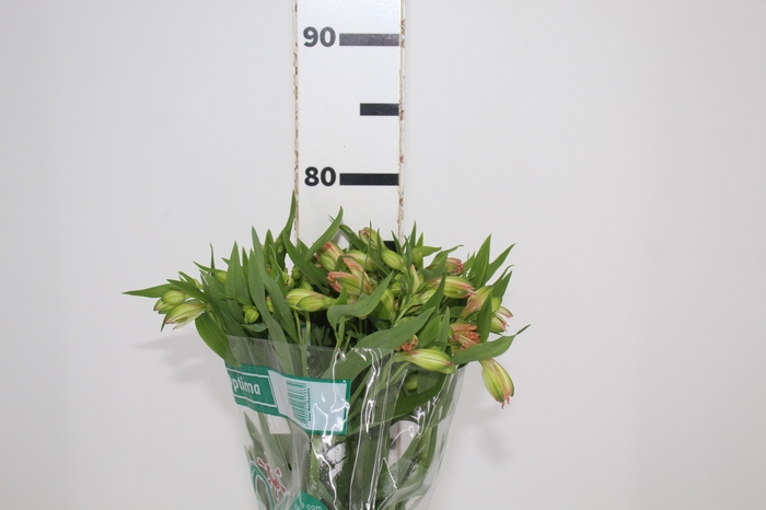 <h4>ALSTROEMERIA OPTIMA 080 CM</h4>