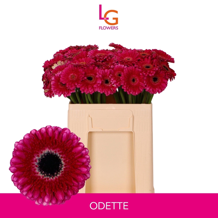 <h4>GE MI ODETTE</h4>