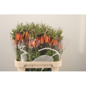 Frit Im Orange Beaut