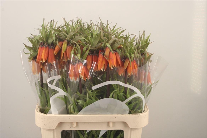 <h4>Frit Im Orange Beaut</h4>