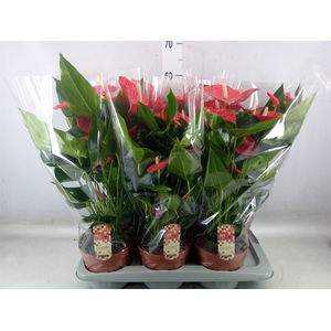 Anthurium andr. 'Felicita'