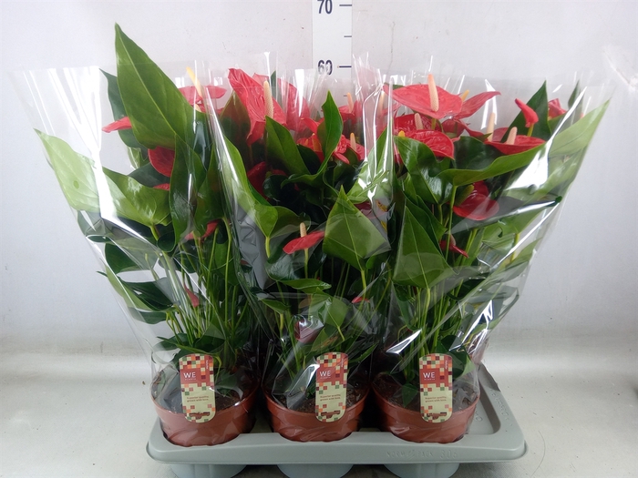 <h4>Anthurium andr. 'Felicita'</h4>