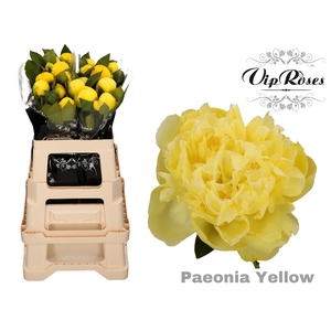 Paeonia Yellow X 20