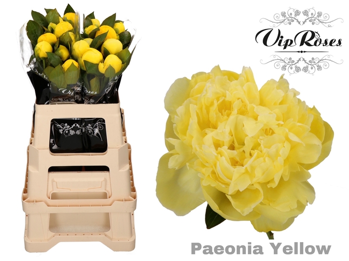 <h4>PAEONIA YELLOW x 20</h4>