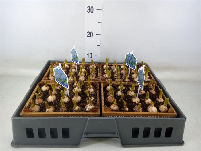 <h4>Arr.  Muscari L%</h4>