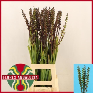 CHASMAN F SATURN BES