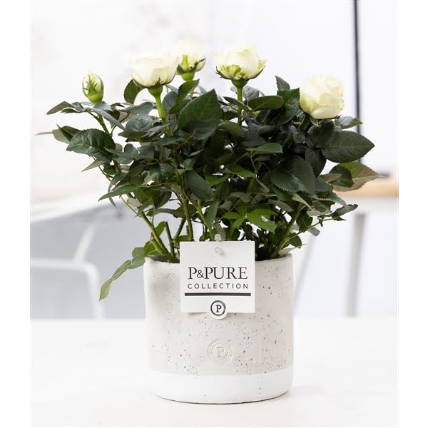 <h4>Rosa white in P&PURE Jade ceramics</h4>