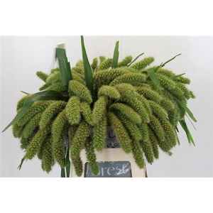 Siergras Setaria It Volle Melk