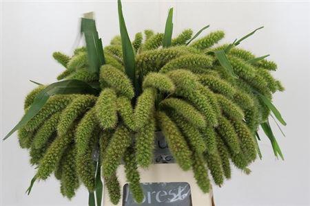 <h4>Siergras Setaria It Volle Melk</h4>