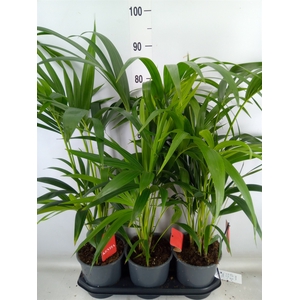 Howea forsteriana
