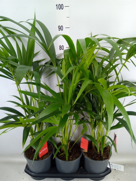 <h4>Howea forsteriana</h4>