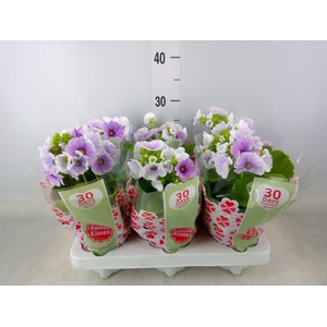 Primula obcon. 'Touch Me Blue Whit'