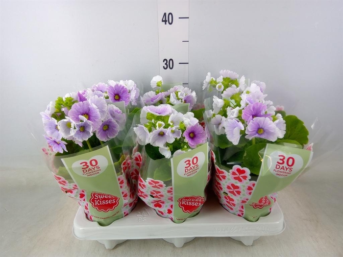 <h4>Primula obcon. 'Touch Me Blue Whit'</h4>