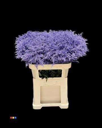 <h4>Solidago Milka 80cm</h4>