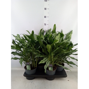 Aglaonema   ...