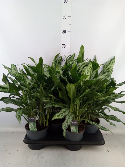 <h4>Aglaonema   ...</h4>