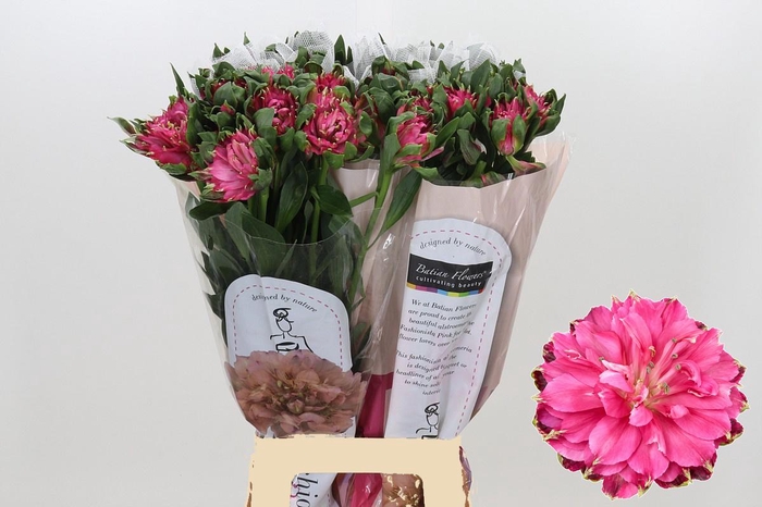 <h4>Alstroemeria Fashionista Sofiena</h4>