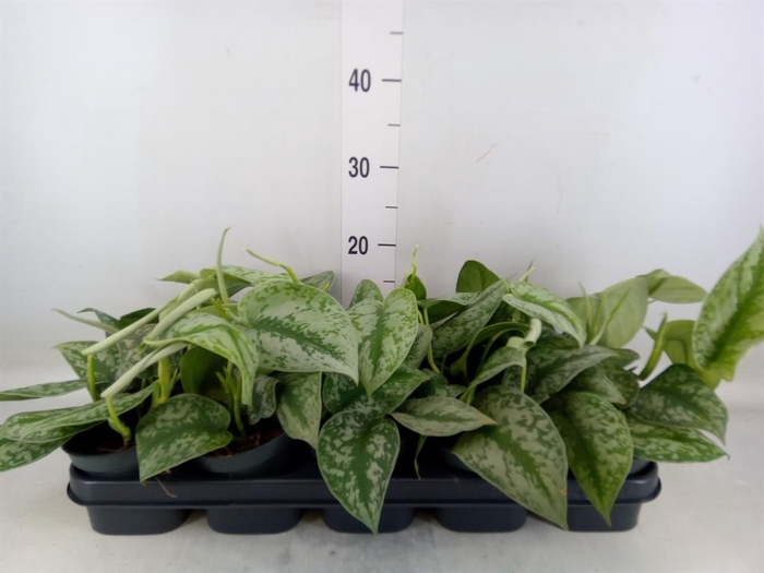 <h4>Scindapsus pictus 'Trebie'</h4>