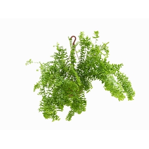 SAMAMBAIA RABO DE PEIXE C21