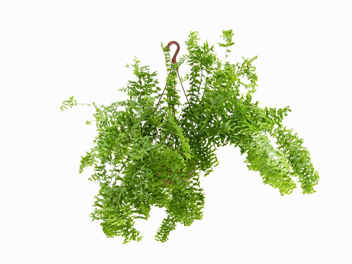 SAMAMBAIA RABO DE PEIXE C21