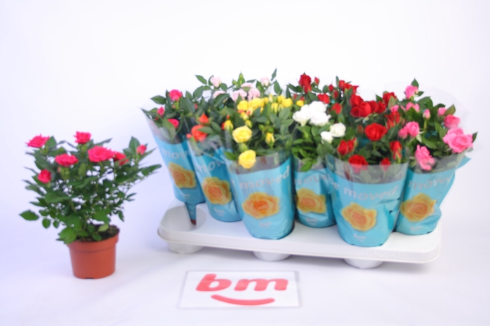 <h4>RO B MONDE GEM 7 SRT</h4>