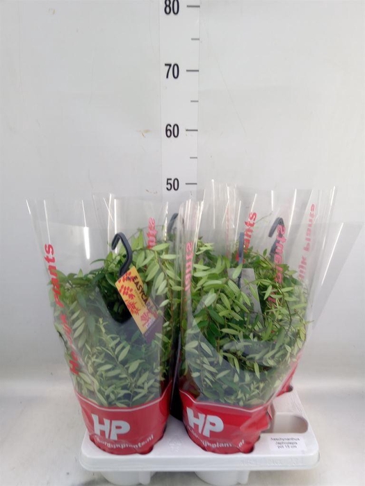 <h4>Aeschynanthus  'Japhrolepis'</h4>