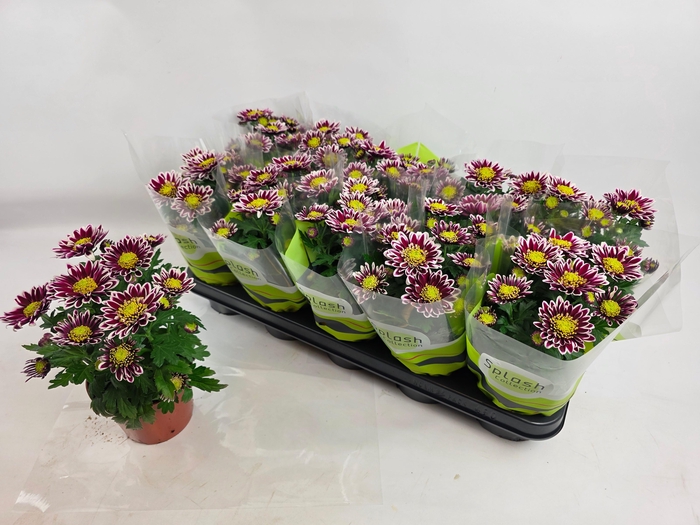 <h4>CHRYS SPLASH ROCKER</h4>