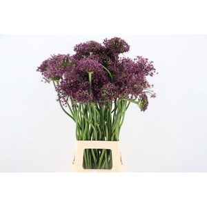 ALLIUM  MIAMI ARTISTIC