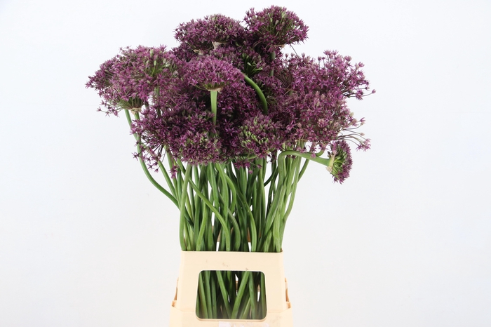 <h4>ALLIUM  MIAMI ARTISTIC</h4>