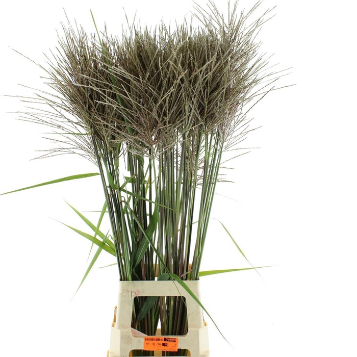 <h4>MISCANTHUS SINENSIS 'GRACILLIMUS' M</h4>