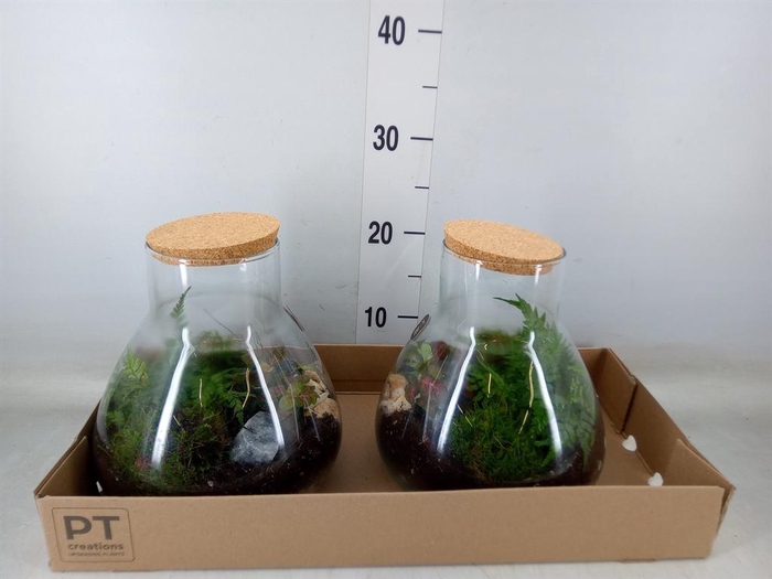 <h4>Arr.   Kamerplant Groen H%</h4>