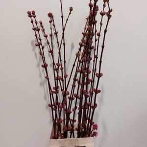 VIBUR BODN CH LAMONT