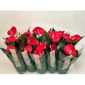 Anthurium Andr. Minnesota