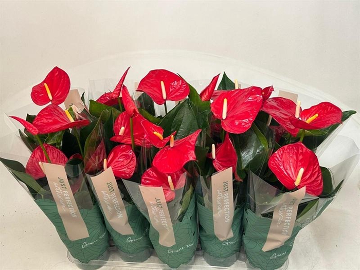 <h4>Anthurium Andr. Minnesota</h4>