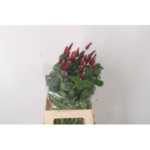 Trif Purpureum