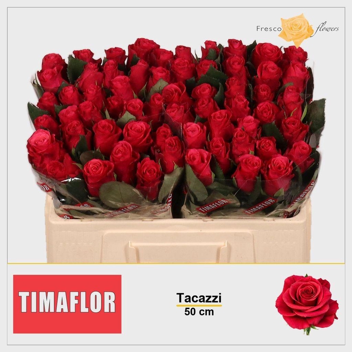 <h4>Rosa large tacazzi+</h4>