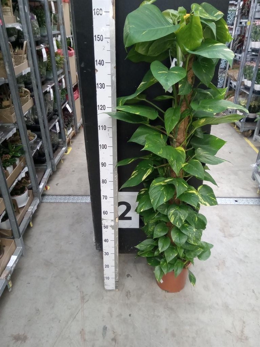 <h4>Epipremnum pinn.   ...moss stick</h4>