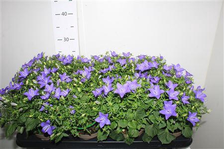 <h4>Camp Is Napoli</h4>