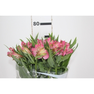 ALSTROEMERIA PAMELA 080 CM