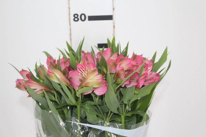 <h4>ALSTROEMERIA PAMELA 080 CM</h4>